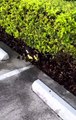 Office Men Save Ducklings From Storm Drain