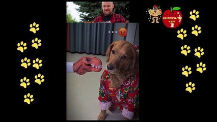 funny dog reaction like he man
