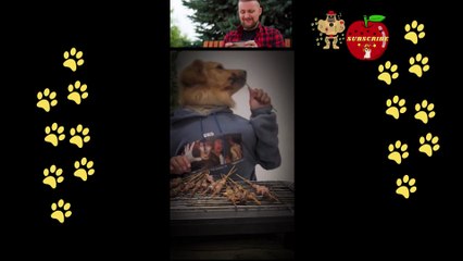 funny dog reaction playing with toy like human baby