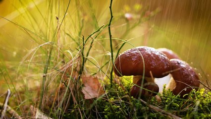 Los hongos y sus conversaciones eléctricas posteriores a la lluvia - #ExclusivoMSP