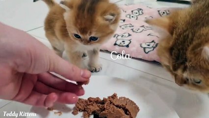 British kittens learn to eat on their own
