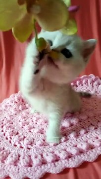 British Shorthair female ns11(24) kitten