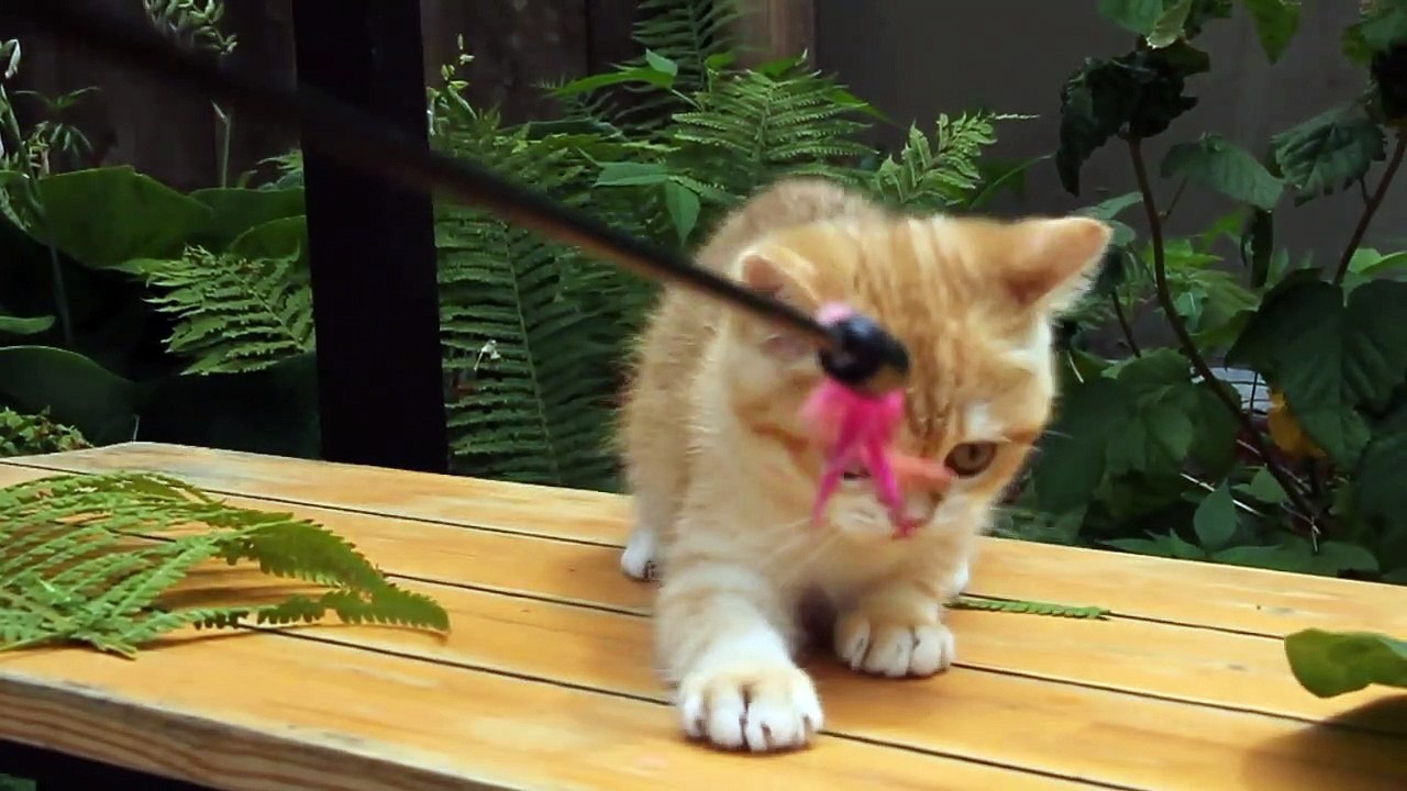 British shorthair Kitten Named Barni Playing In The Outdoors