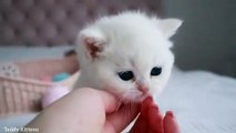 British Shorthair kitten named Kokos, 1 month old
