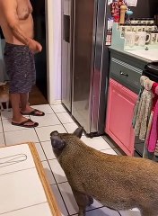 Pig Opens Fridge With Snout