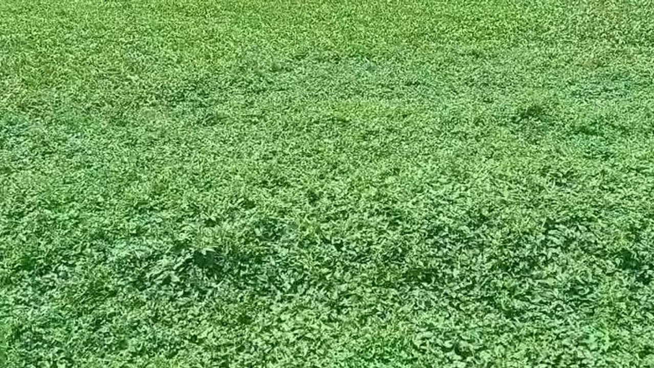 నిర్మల్: భారీ వర్షాల కారణంగా రూపు కోల్పోయిన చెరువులు