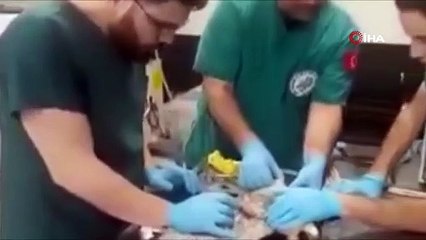 Balıkesir'de dünyanın en hızlı kuşu yaralı bulundu!