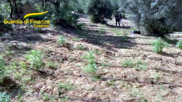 Coltivazione di stupefacenti, 4 misure cautelari a Cosenza