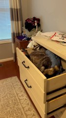 Raccoon Enjoys Afternoon Nap in Dresser Drawer