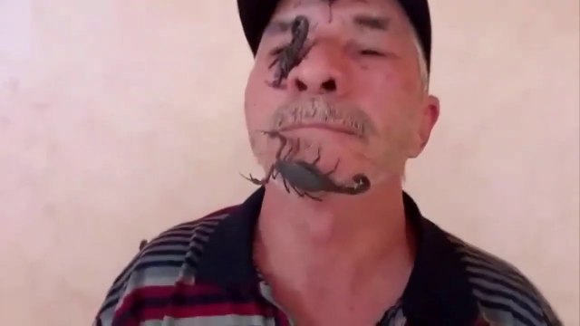 Watch huge scorpions on the face of the snake tamer