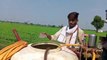 Farmers of Narmadapuram are feeding 'alcohol' to moong