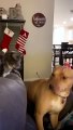 Cat Funny Moments | Cat Fighting | Animals Funny Moments | Cute Pets | Funny Animals #animals #pets