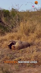 Honey Badger Tries Escaping Leopard's Grip