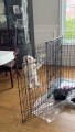 Silly Puppy Fails At Escaping From Cage