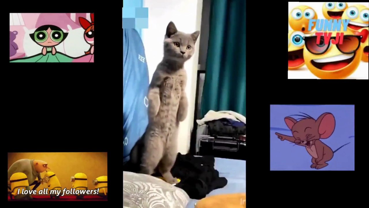 CRAZY FUNNY ANIMALS 8