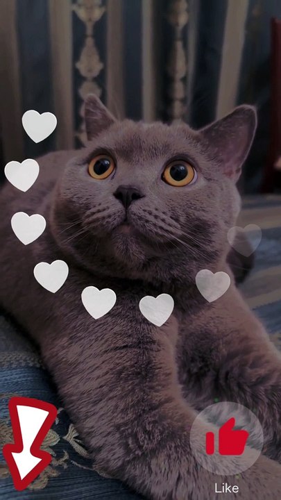 Look at adjective Funny cat | #shorts #funny #cats #youtubeshorts #cat #catlover #funnyshorts