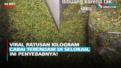 Viral Ratusan Kilogram Cabai Terendam di Selokan, Ini Penyebabnya!