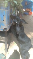Cute Baby Goat Eating Grass