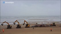 Cuatro excavadoras cargan con una ballena muerta tras varar en la costa británica