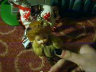 Sauvons la princesse ! patit 2