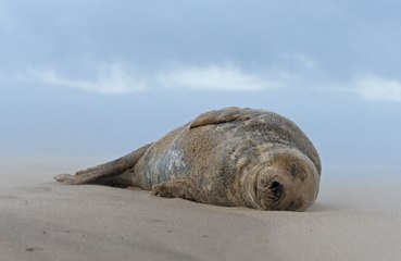 Horny seals are dying young after having too much sex