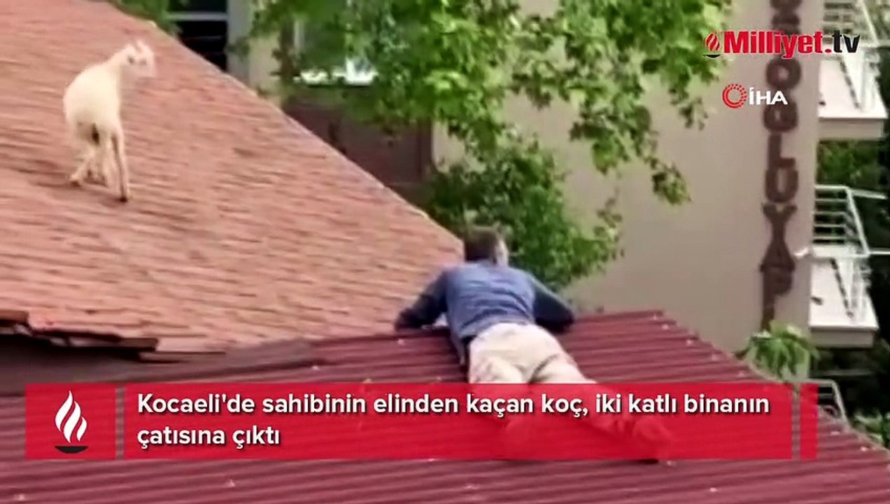 Sahibinden kaçan koç çatıya çıktı