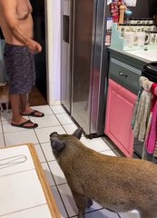 Pig Opens Fridge With Snout