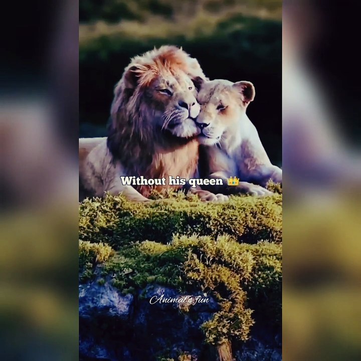 King  is not complete...?