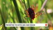 How to stay safe from ticks and Lyme disease this summer
