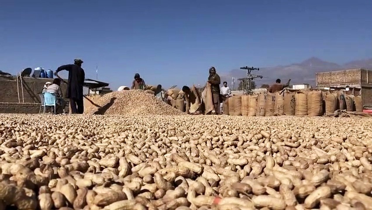 Peanut_ bundles of peanut