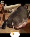 Funny animal|funny animals video|try not to laugh #cute & #funny - #cat - #video#shorts