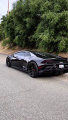 Why do horses have low divorce rates? || Lamborghini