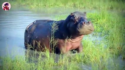 15 Extrem Starke Afrikanische Tiere