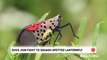 How scientists are using man's best friend to fight spotted lanternflies