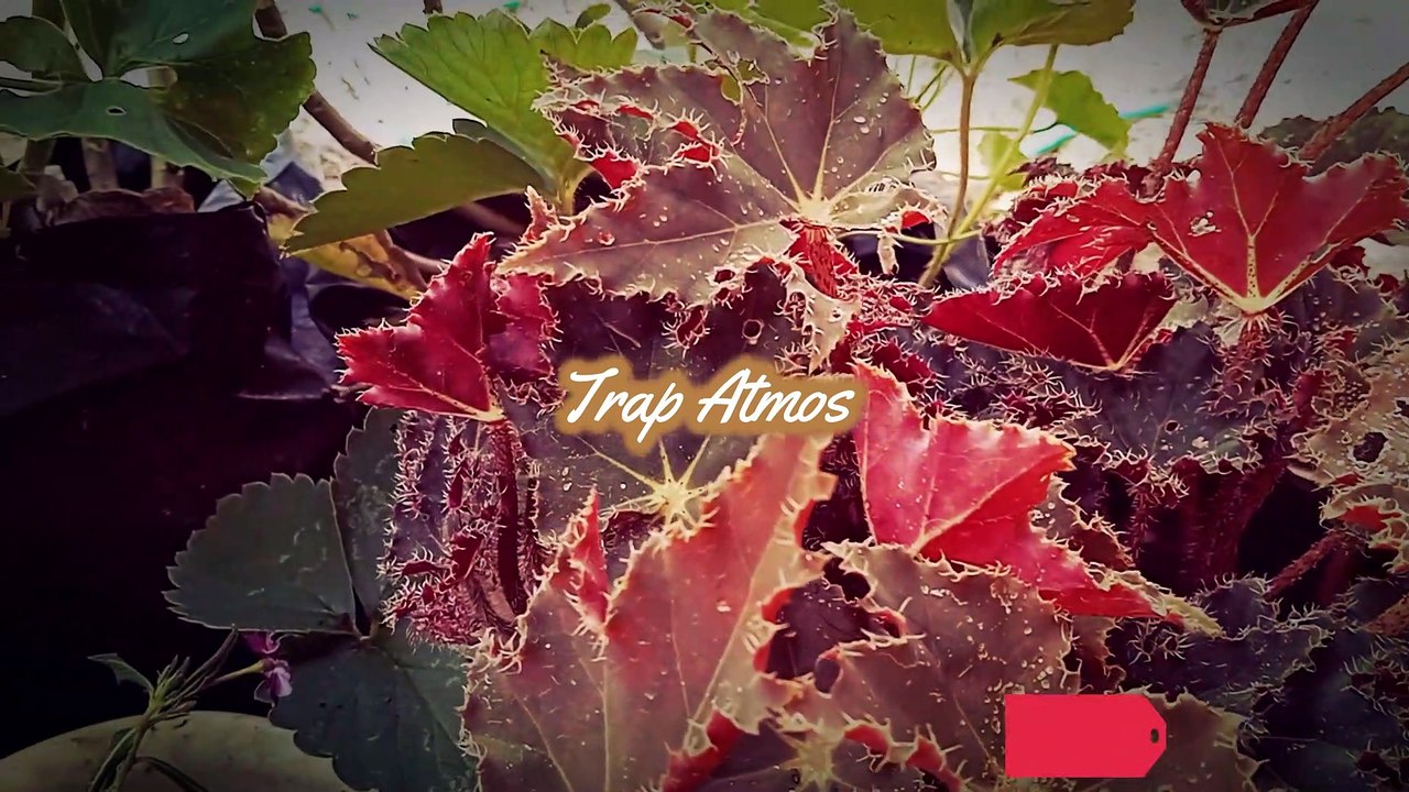 Trap Atmos Type Beat Video Dailymotion