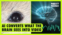AI converts what the brain sees into video | Next Now