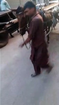 Hard work / Loading work via animals / Mechanical engineering market activities/ #buffalo #loading #overloading