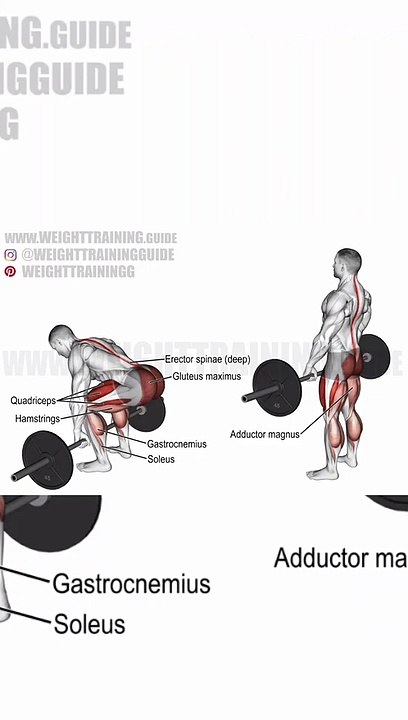 Deadlift Workout-Form Check  #shorts  #deadlift #gym  #bodybuilding