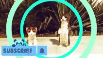 Short video dancing two cats\sa jokes funny video