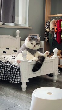 Cat Sleeping On Bed | Cats Funny Moments | Cute Pets | Animals Funny Moments | Funny Animals #cats