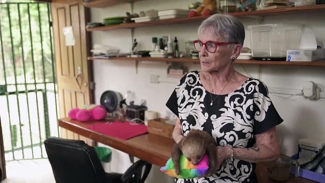 Faultiere: in ihrem fell verbergen sich antibiotika