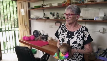 Faultiere: In ihrem Fell verbergen sich Antibiotika