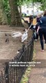 Pelican Trying to Grab Man’s Head || Best of Internet