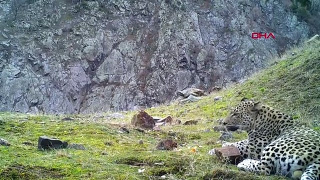 AKDENİZ VE EGE'DE 'ANADOLU LEOPARI' HEYECANI