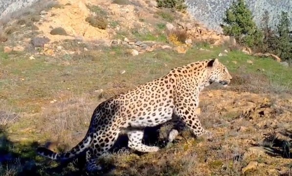 Akdeniz ve Ege'de 'Anadolu Leoparı' heyecanı