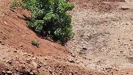 आठ दिन से लापता युवती का शव जंगल में मिला