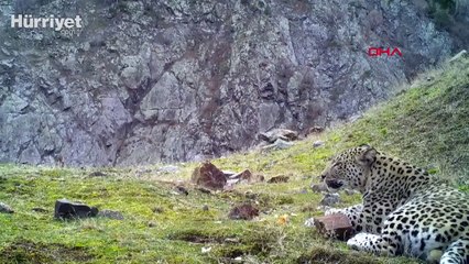 Akdeniz ve Ege'de 'Anadolu leoparı' heyecanı