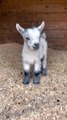 Beautiful Little Goat Baby | Animals Funny Moments | Cute Pets | Funny Animals #animals #pets #goat