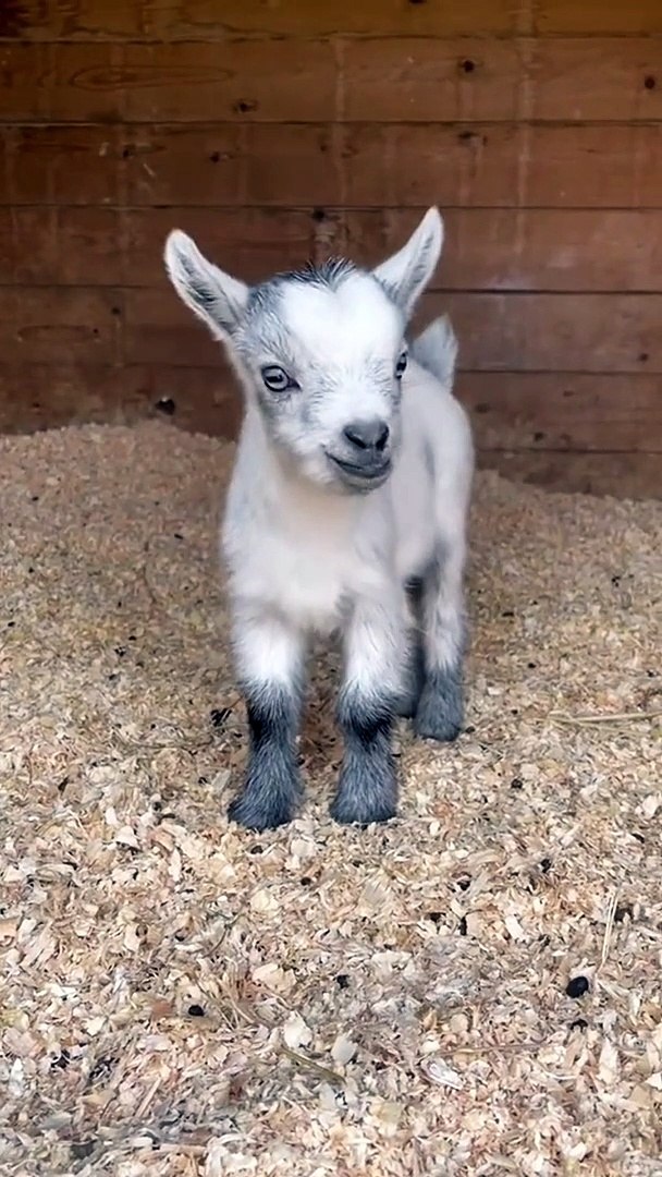 ⁣Beautiful Little Goat Baby | Animals Funny Moments | Cute Pets | Funny Animals #animals #pets #goat