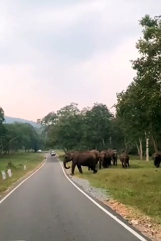 சாலையைக் கடந்த யானை கூட்டத்தை பார்த்து பரவசம் அடைந்த சுற்றுலா பயணிகள்